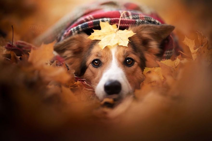 I Came Back With More Heartwarming Dog Portraits That Will Make You Smile