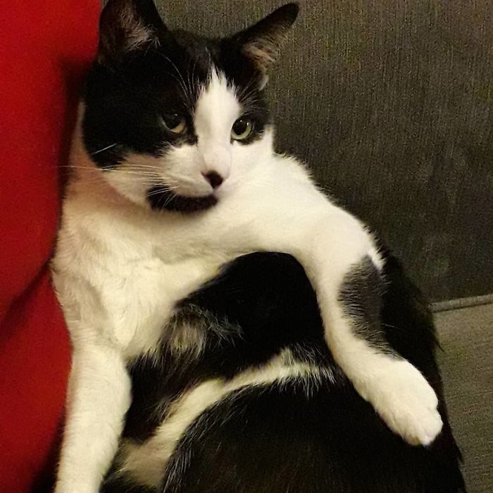 People Under Lockdown Are Using Window Signs To Talk To Their Neighbors About Their Cats, And It's Too Pure