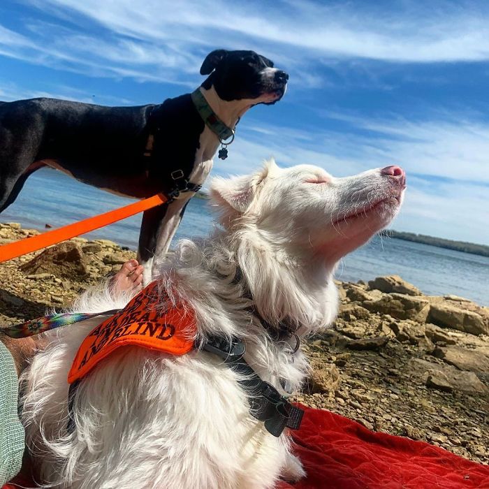 Guy Shows How He Wakes Up His Blind And Deaf Dog Without Scaring Her, Receives Almost 13 Million Likes