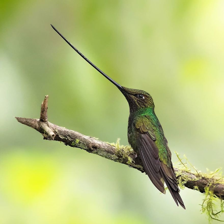 Sword-Billed Hummingbird