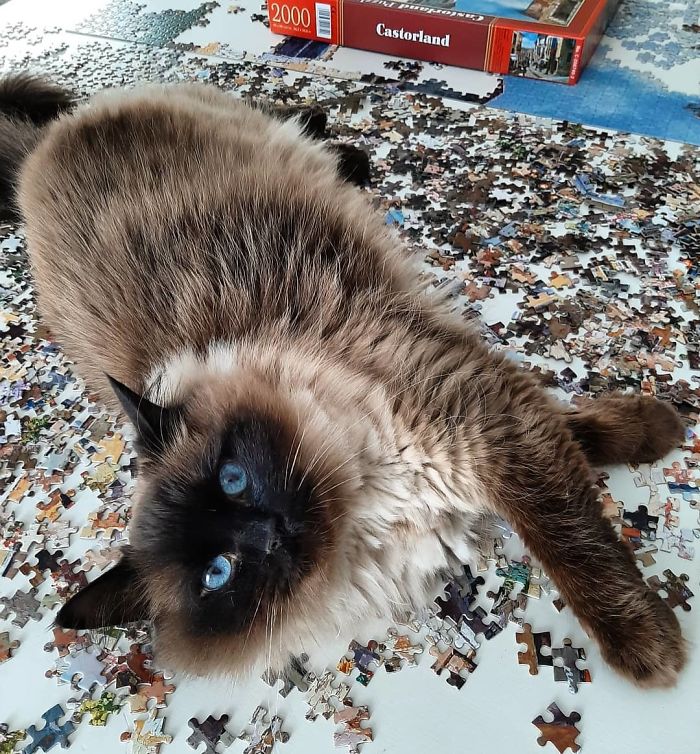 No Wonder Some Pieces Are Missing