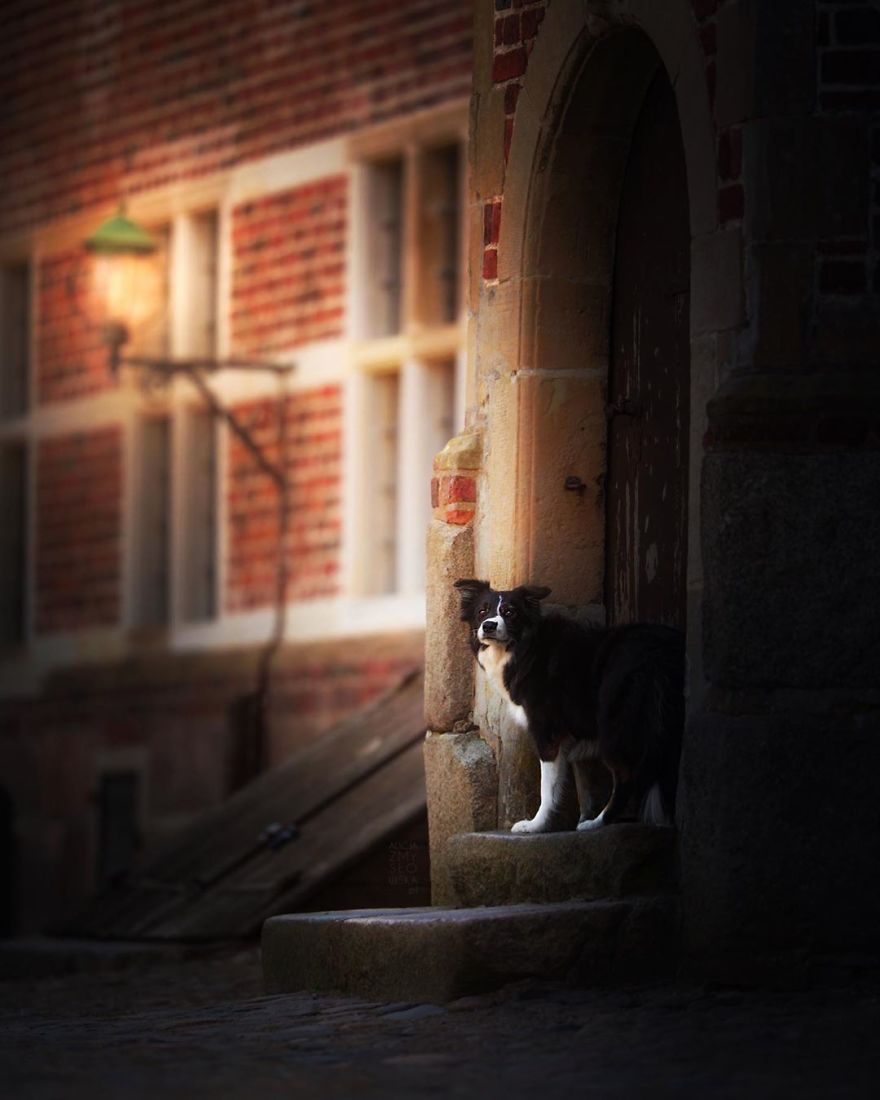 I Came Back With More Heartwarming Dog Portraits That Will Make You Smile