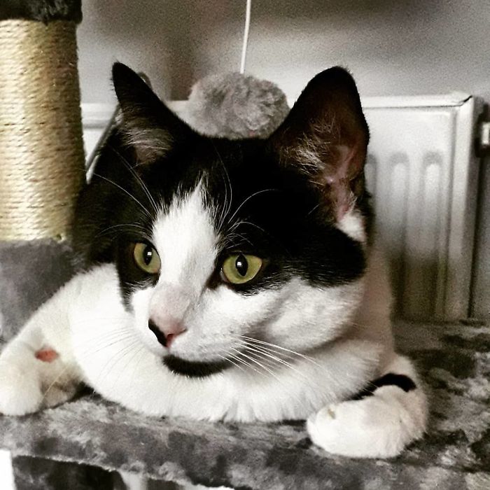 People Under Lockdown Are Using Window Signs To Talk To Their Neighbors About Their Cats, And It's Too Pure People Under Lockdown Are Using Window Signs To Talk To Their Neighbors About Their Cats, And It's Too Pure