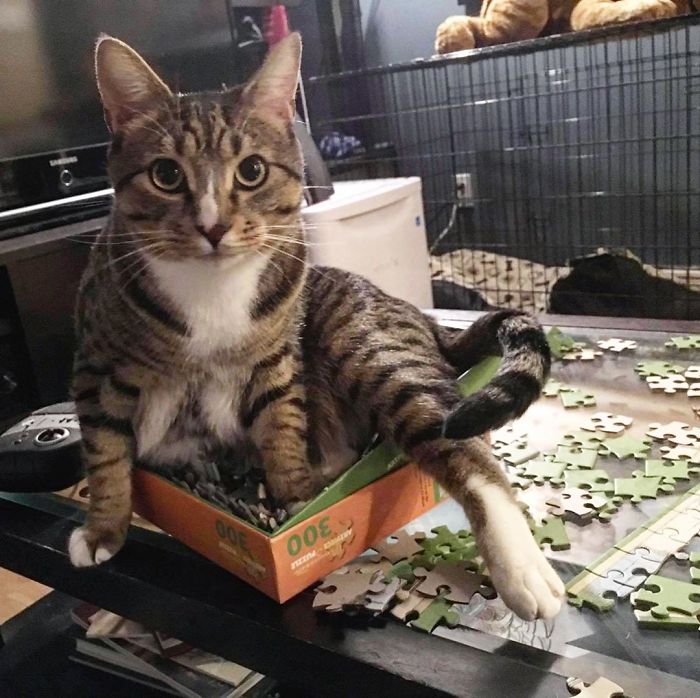 Yah, I Ate Them, What’s Your Point