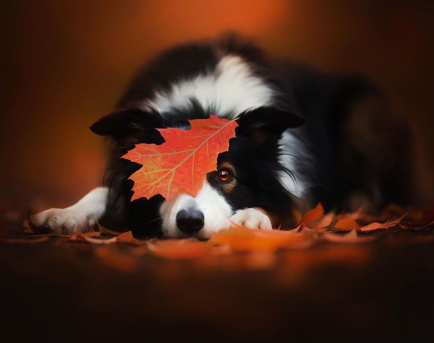 I Came Back With More Heartwarming Dog Portraits That Will Make You Smile