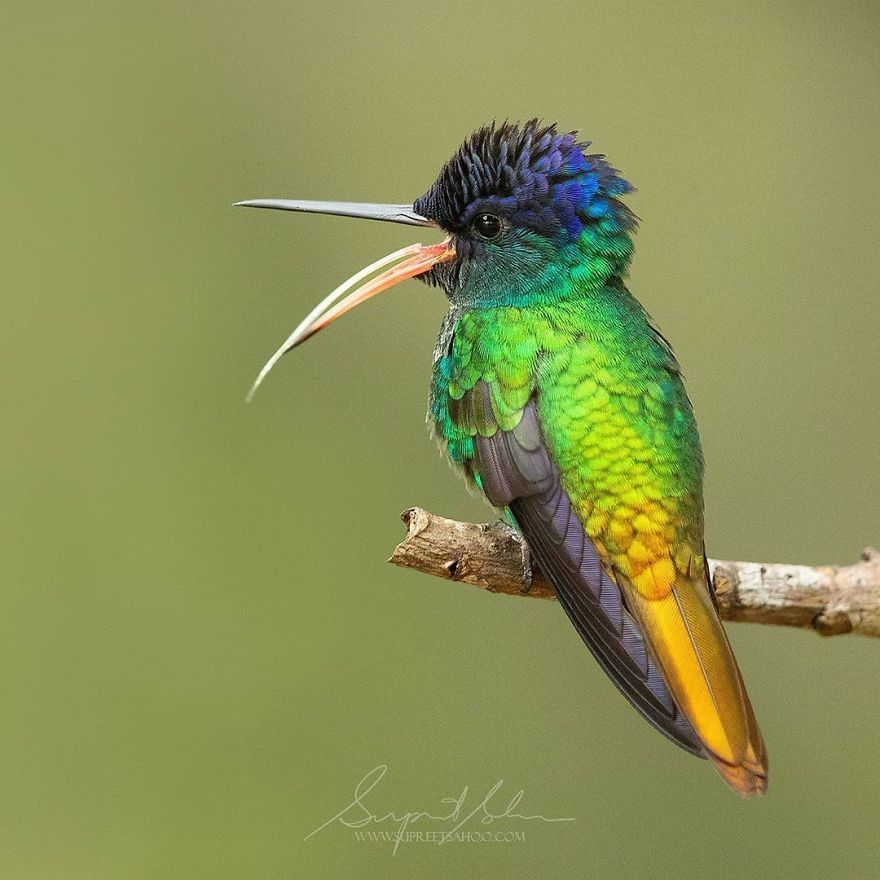 Golden-Tailed Sapphire