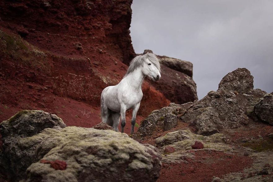 I Photograph Horses In The Breathtaking Icelandic Landscape