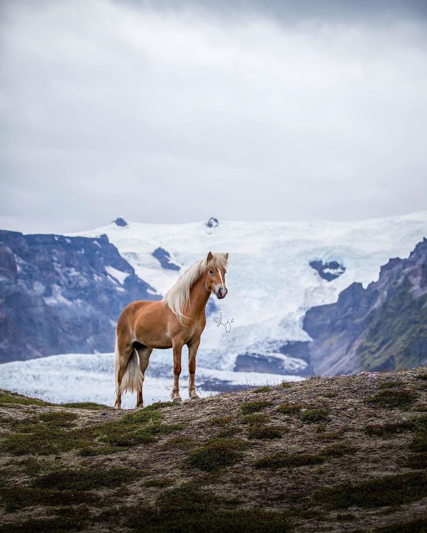 I Photograph Horses In The Breathtaking Icelandic Landscape