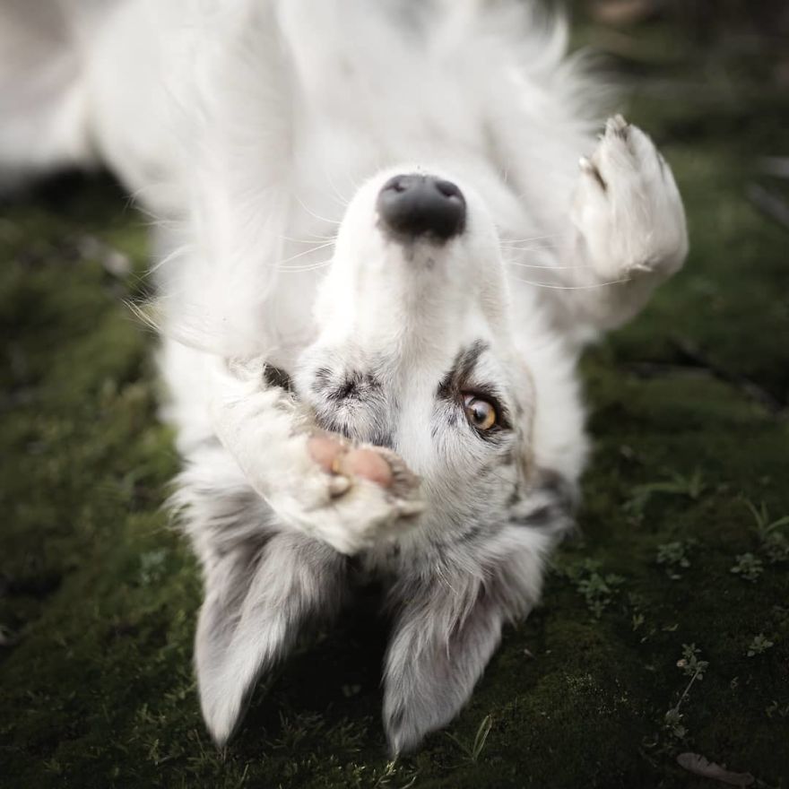 I Came Back With More Heartwarming Dog Portraits That Will Make You Smile