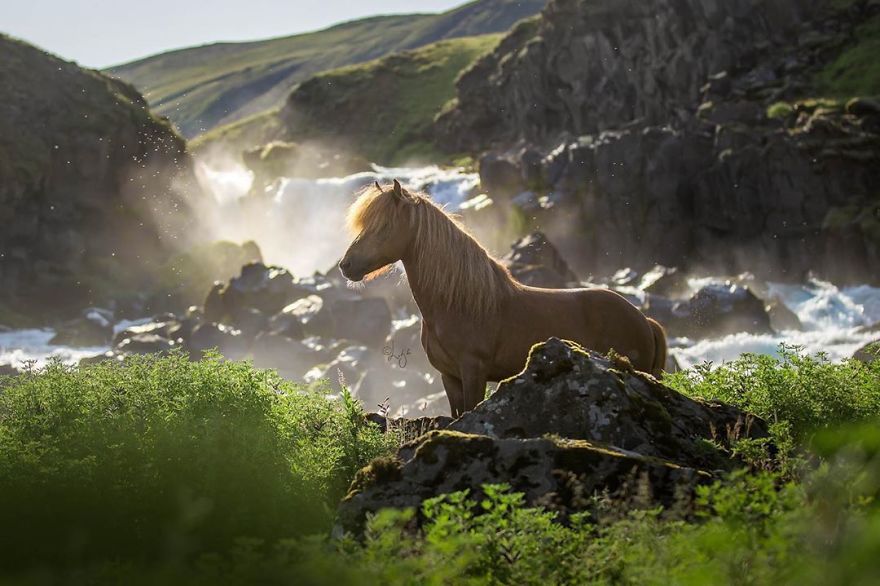 I Photograph Horses In The Breathtaking Icelandic Landscape