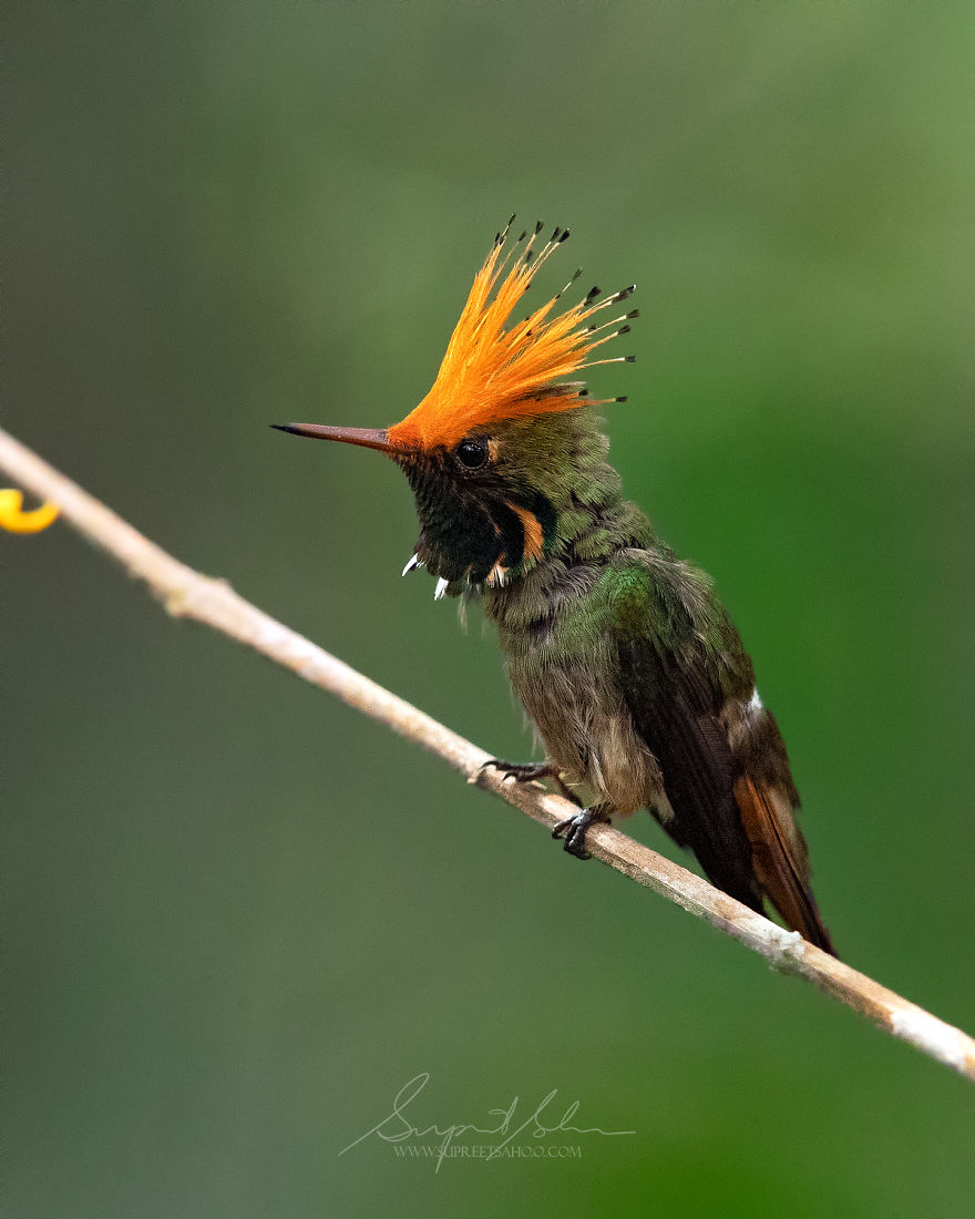 Rufous-Crested Coquette