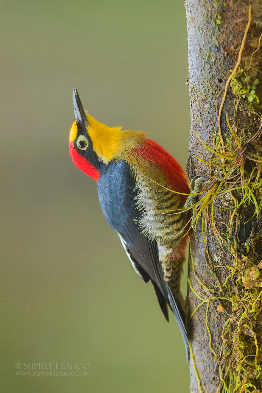 Yellow-Fronted Woodpecker