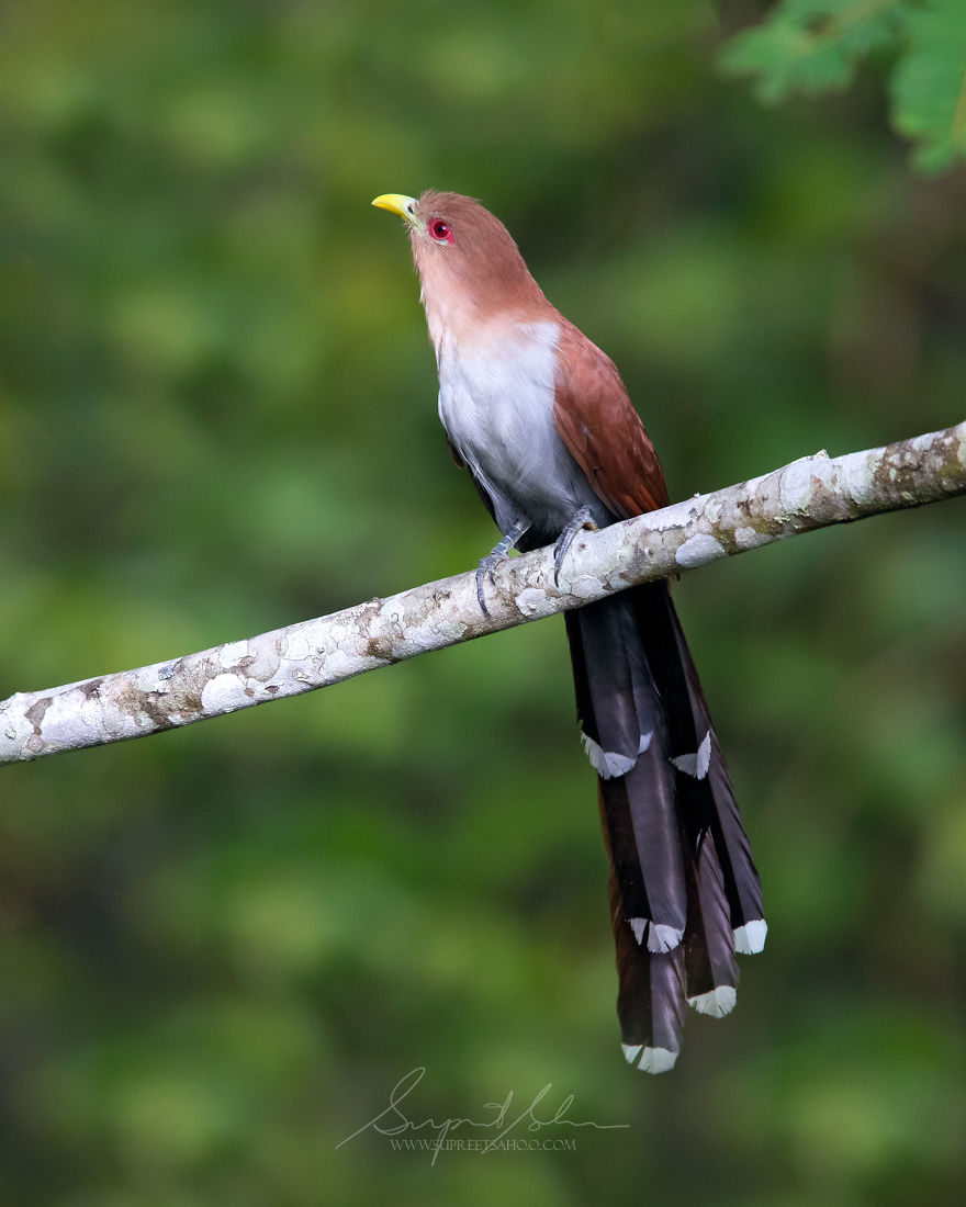 Squirrel Cuckoo