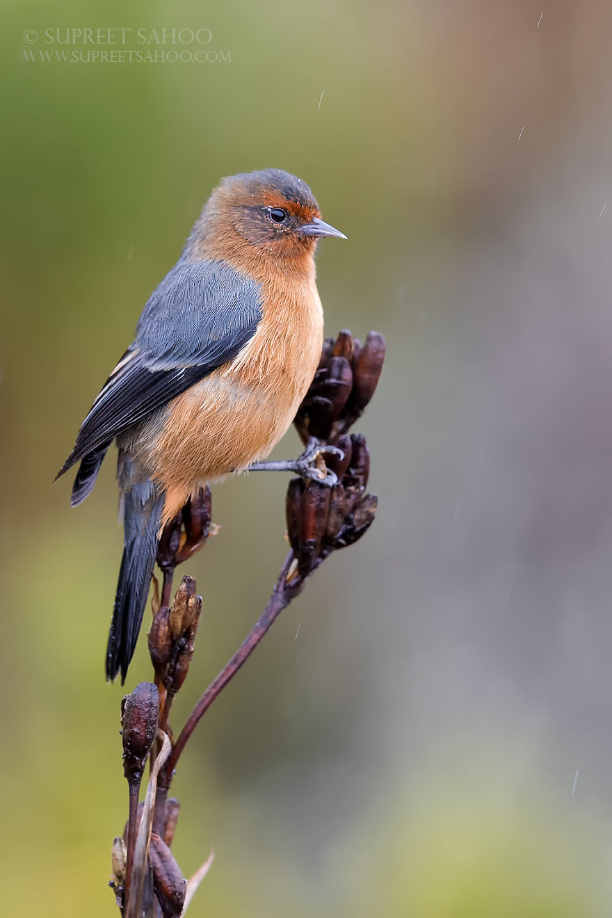 Rufous-Browed Conebill