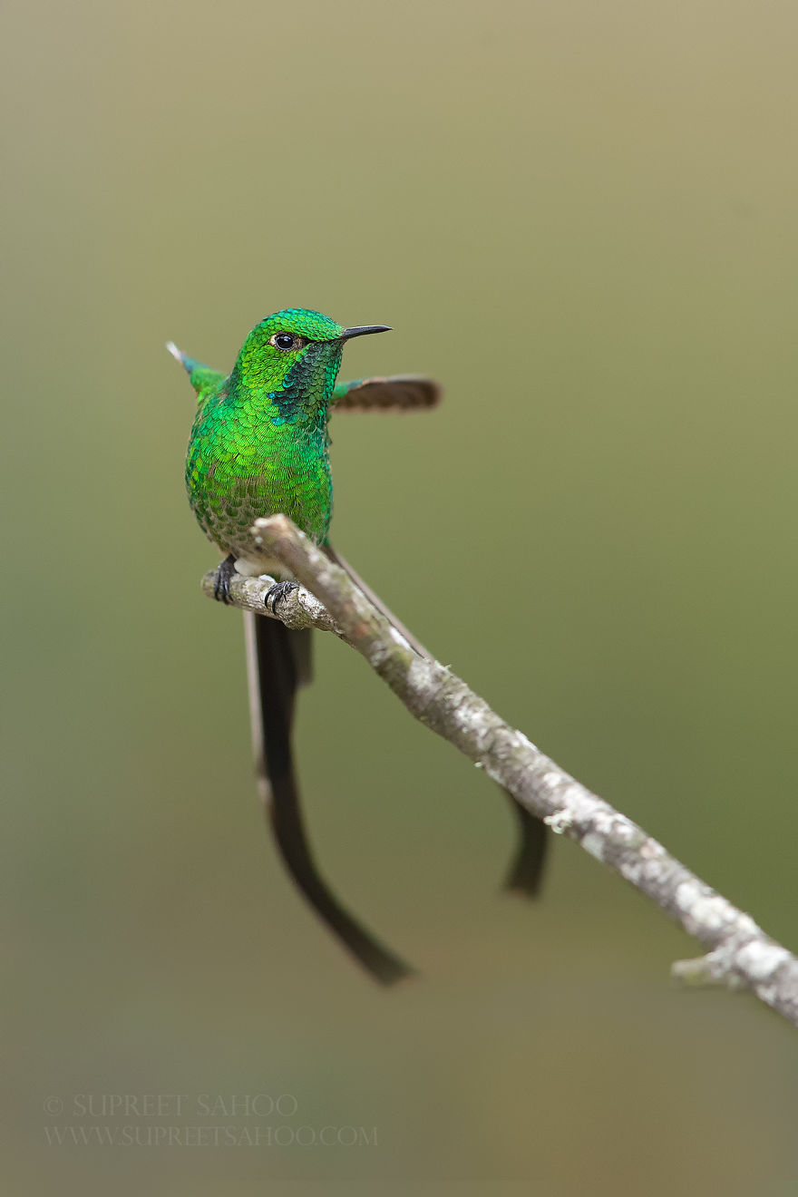Green-Tailed Trainbearer