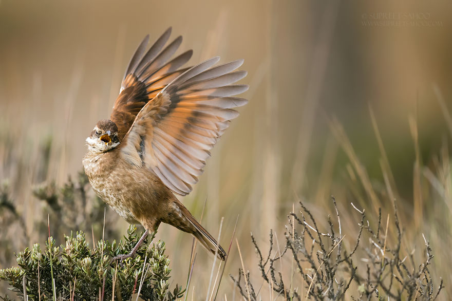 Stout-Billed Cinclodes