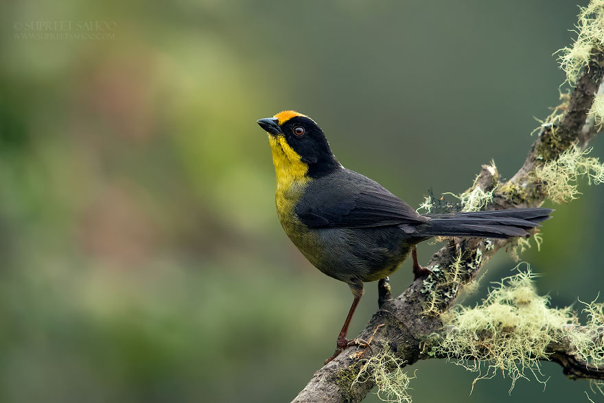 Yellow-Breasted Brushfinch