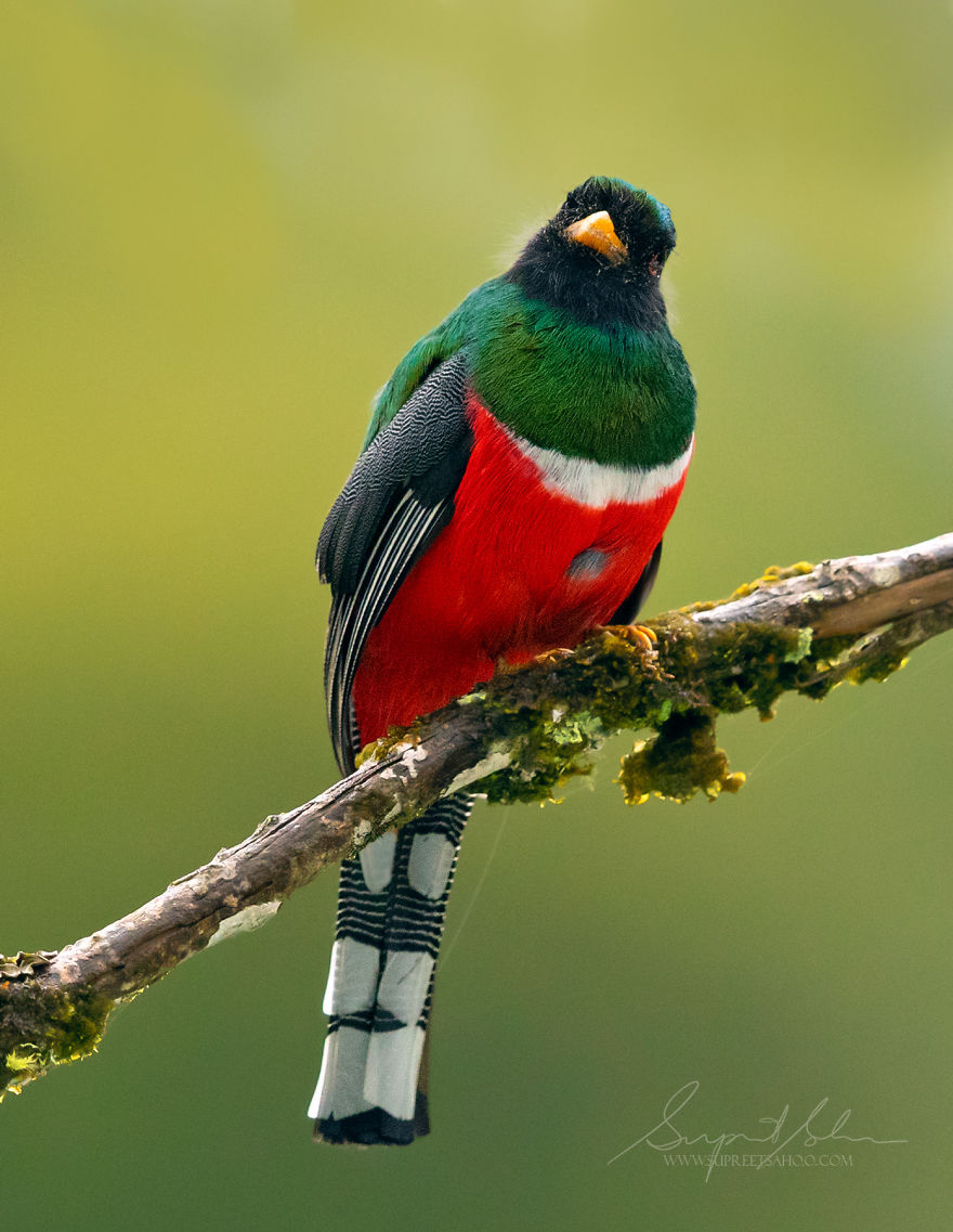Collared Trogon