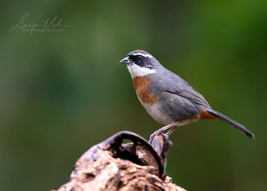 Chestnut-Breasted Mountain Finch