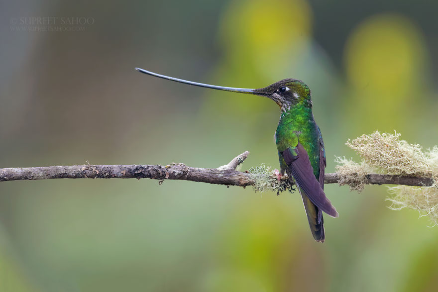 Sword-Billed Hummingbird