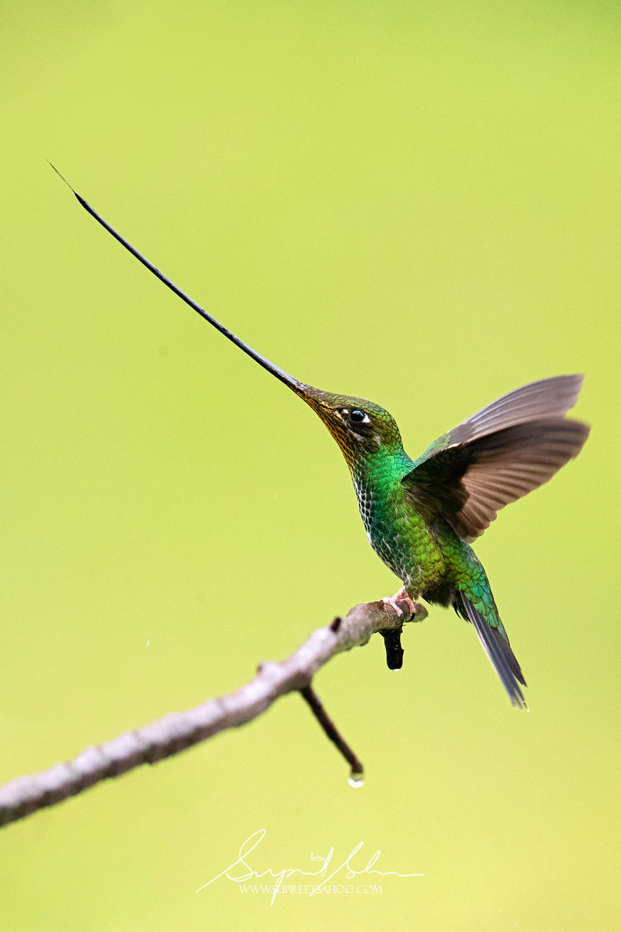 Sword-Billed Hummingbird