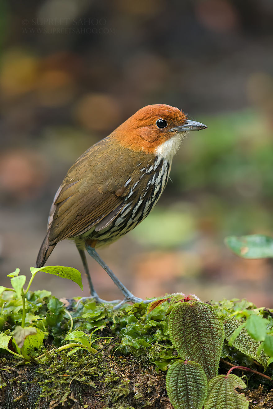 Chestnut Crowned Antpitta