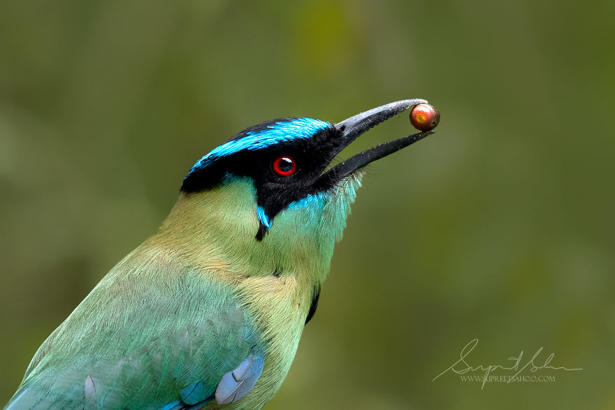 Andean Motmot