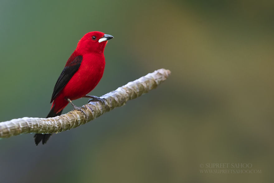 Brazilian Tanager