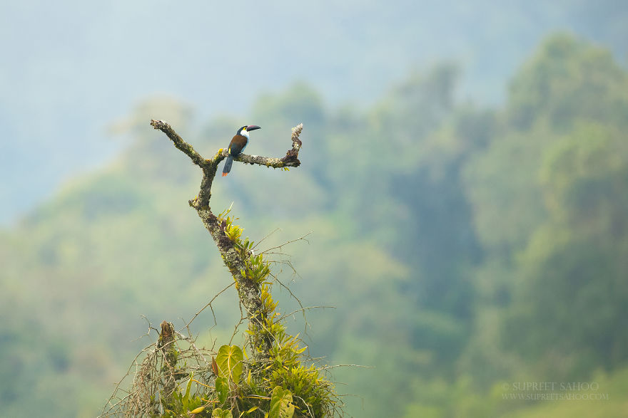 Black-Billed Mountain Toucan