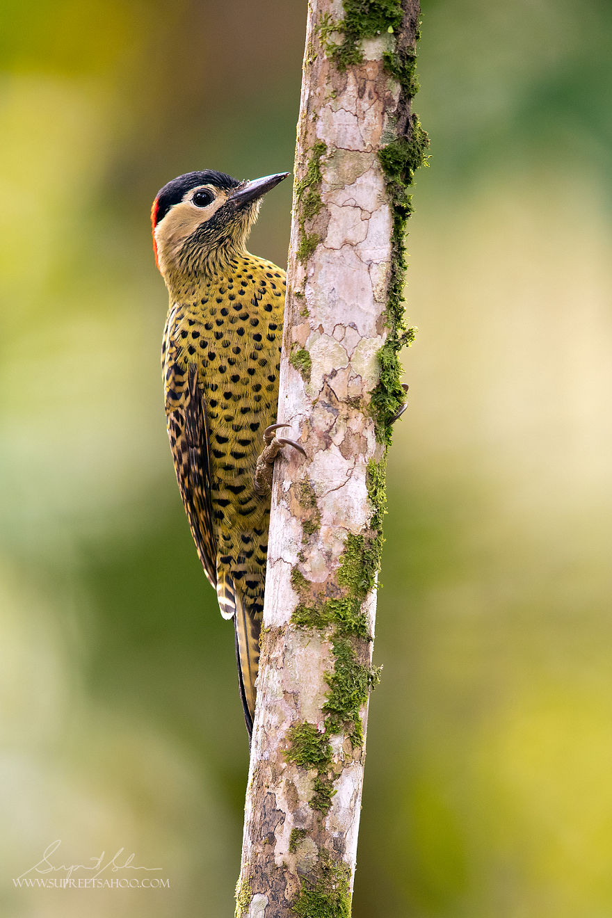 Spot-Breasted Woodpecker