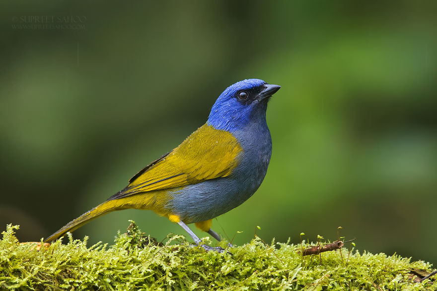 Blue-Capped Tanager