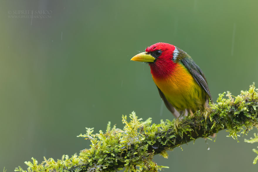 Red-Headed Barbet