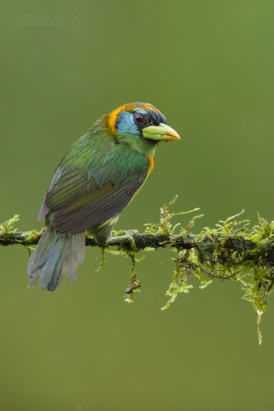 Red-Headed Barbet (Female)