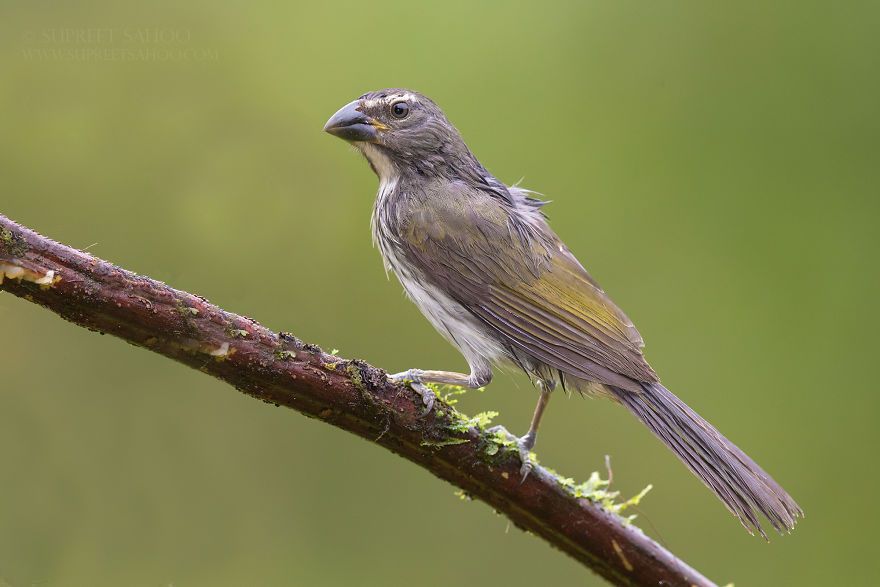 Streaked Saltator