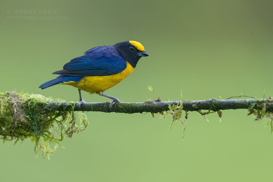 Orange-Bellied Euphonia