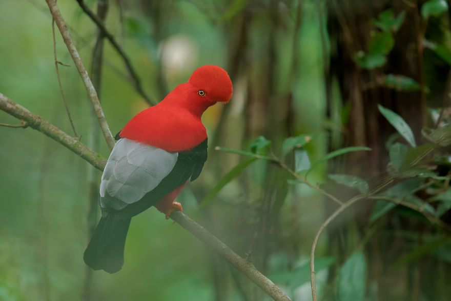 Andean Cock-Of-The-Rock