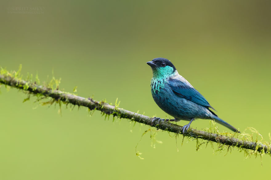 Black-Capped Tanager