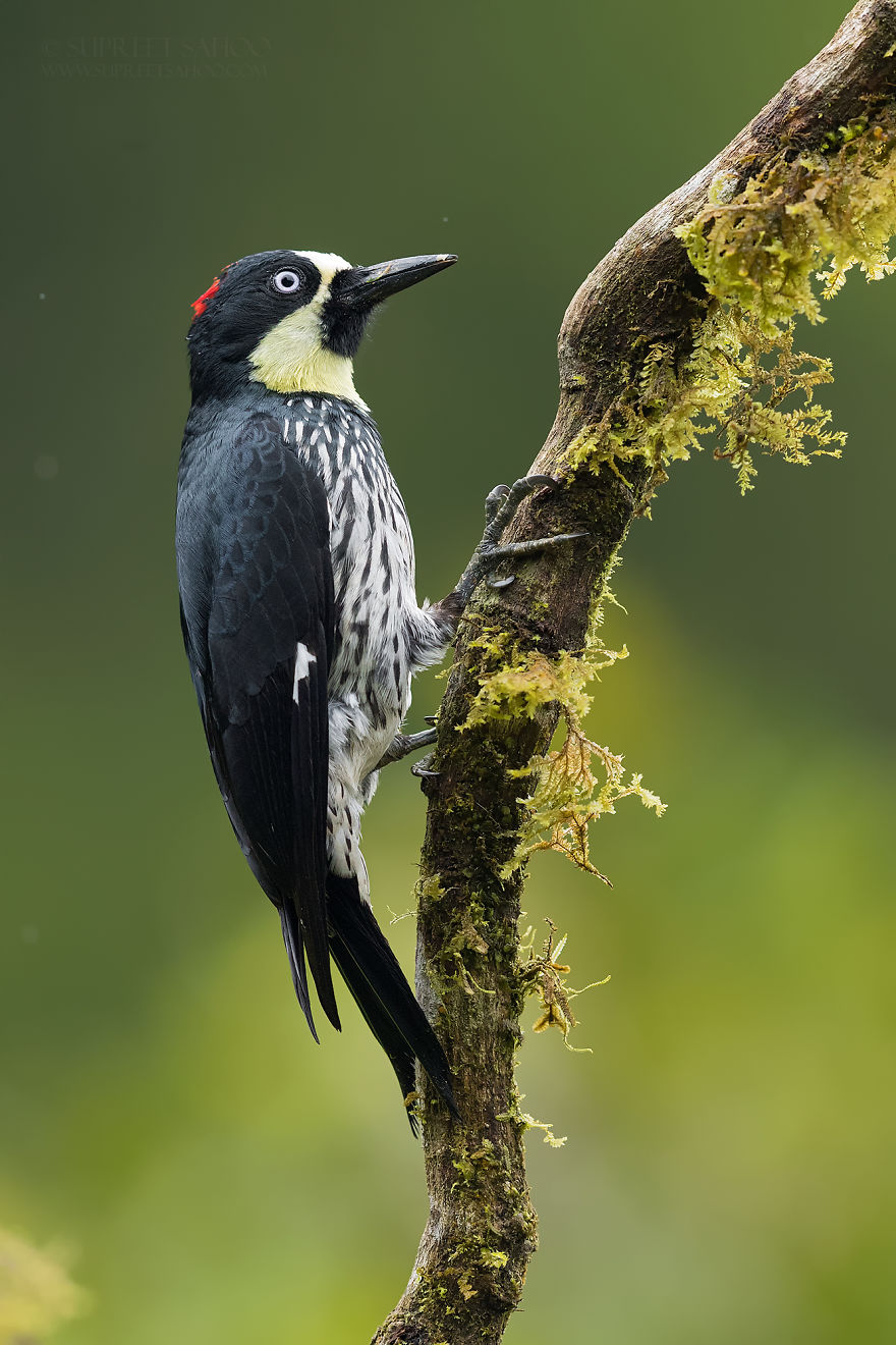 Acorn Woodpecker