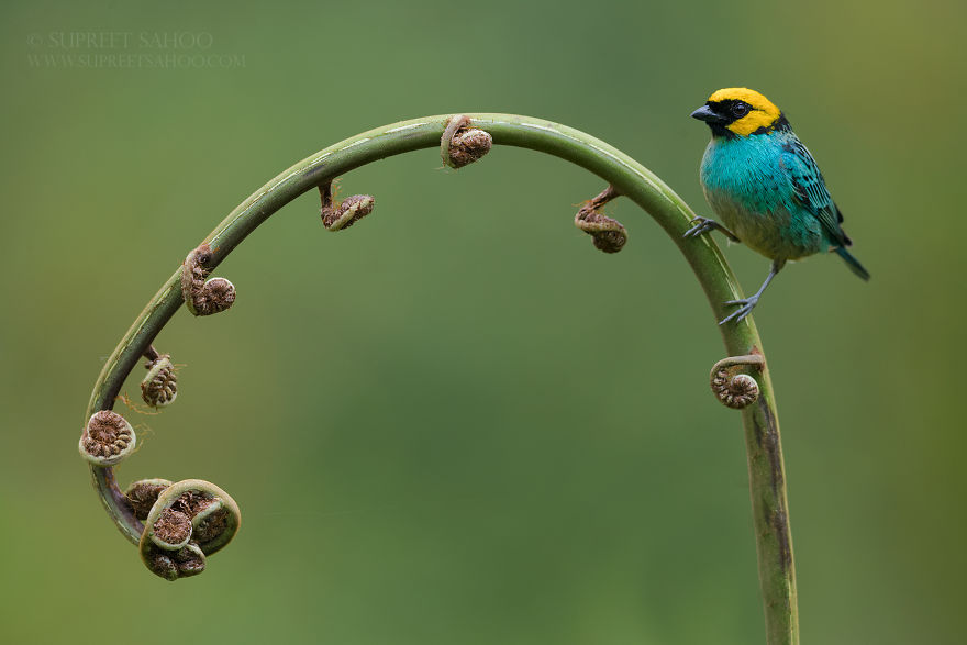 Saffron Crowned Tanager