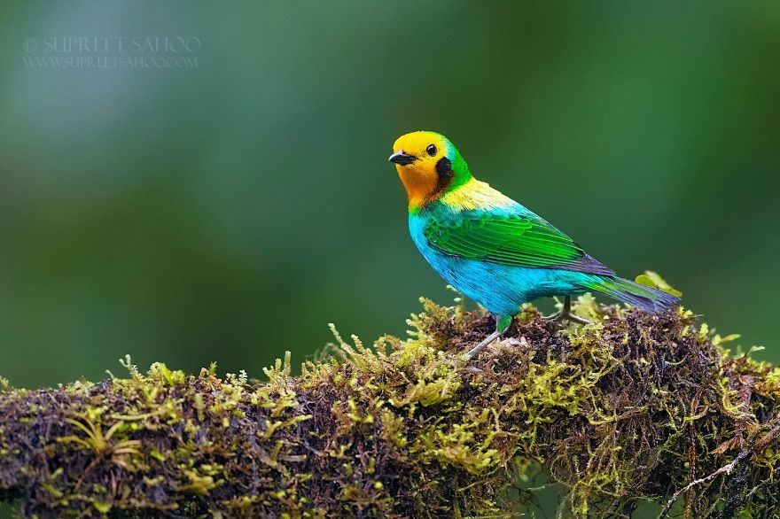 Multicolored Tanager