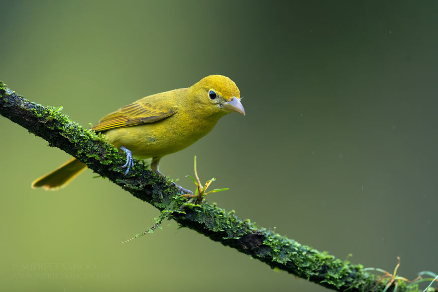 Summer Tanager (Female)