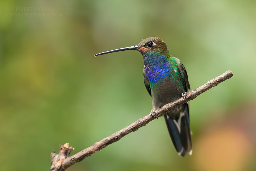 White-Tailed Hillstar