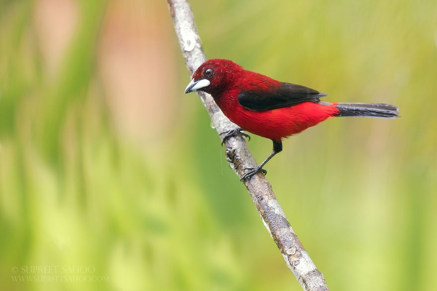 Silver-Beaked Tanager