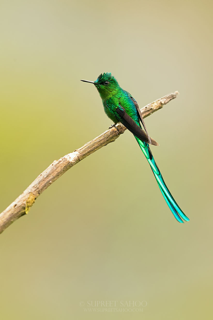 Long-Tailed Sylph