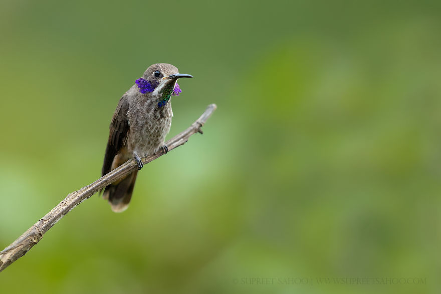 Brown-Violetear