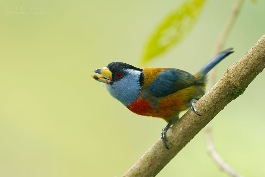 Toucan Barbet