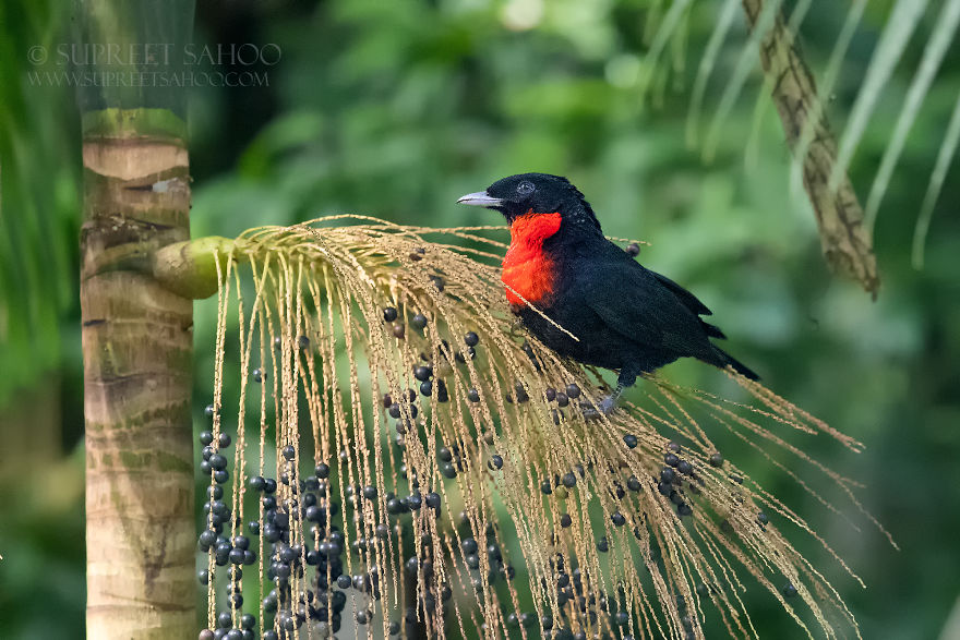 Red-Ruffed Fruitcrow