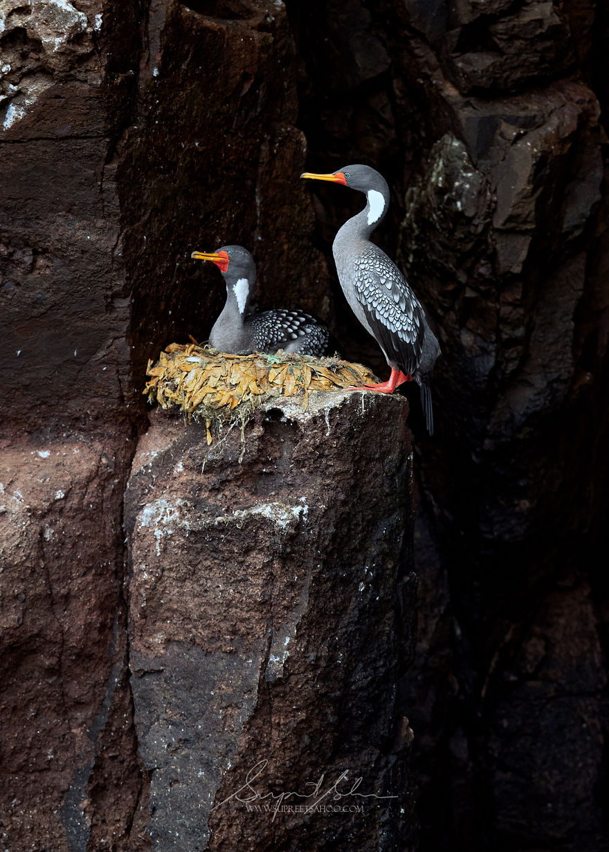 Red-Legged Cormorant