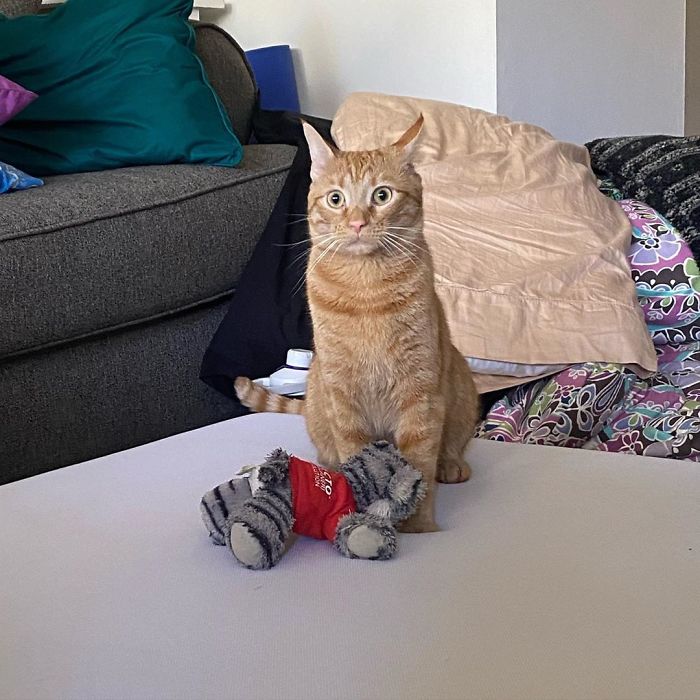 Meet Carrot, The Cat That's Gone Viral For Giving His Owners Anxiety Meet Carrot, The Cat That's Gone Viral For Giving His Owners Anxiety