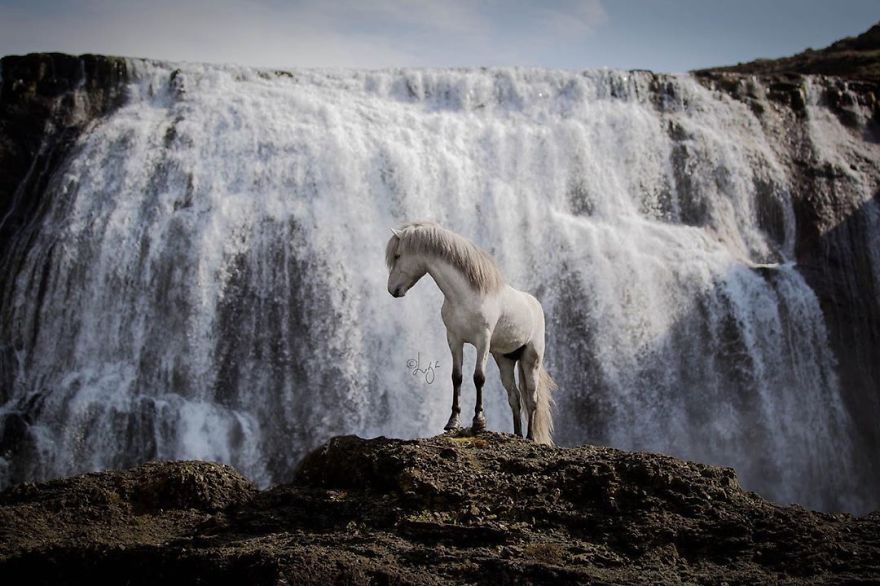 I Photograph Horses In The Breathtaking Icelandic Landscape